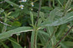 Teasel